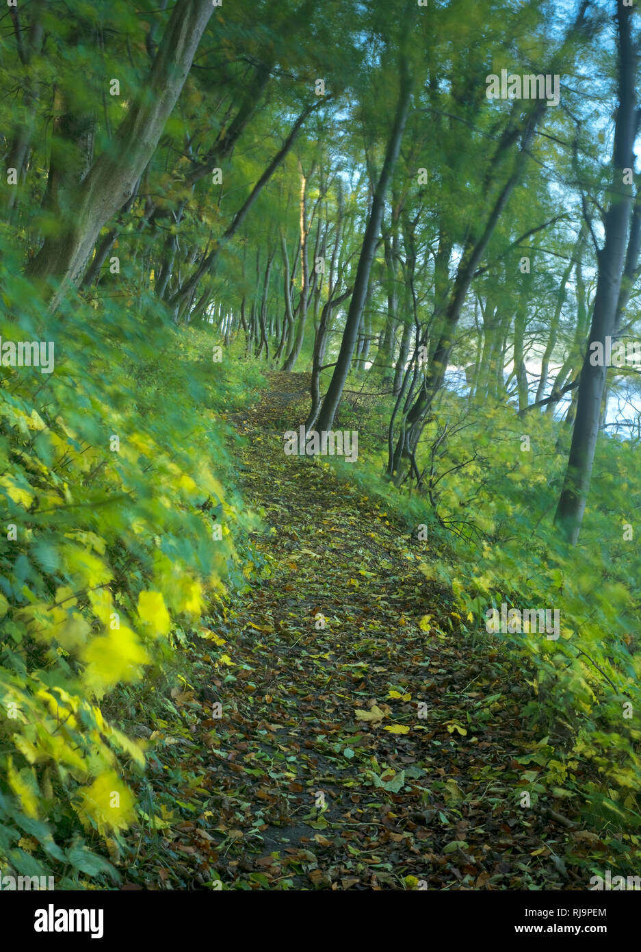 Europa, Deutschland, Mecklenburg-Vorpommern, Insel Rügen, Nationalpark Jasmund, Wanderweg am Hankenufer bei Lohme Stockfoto