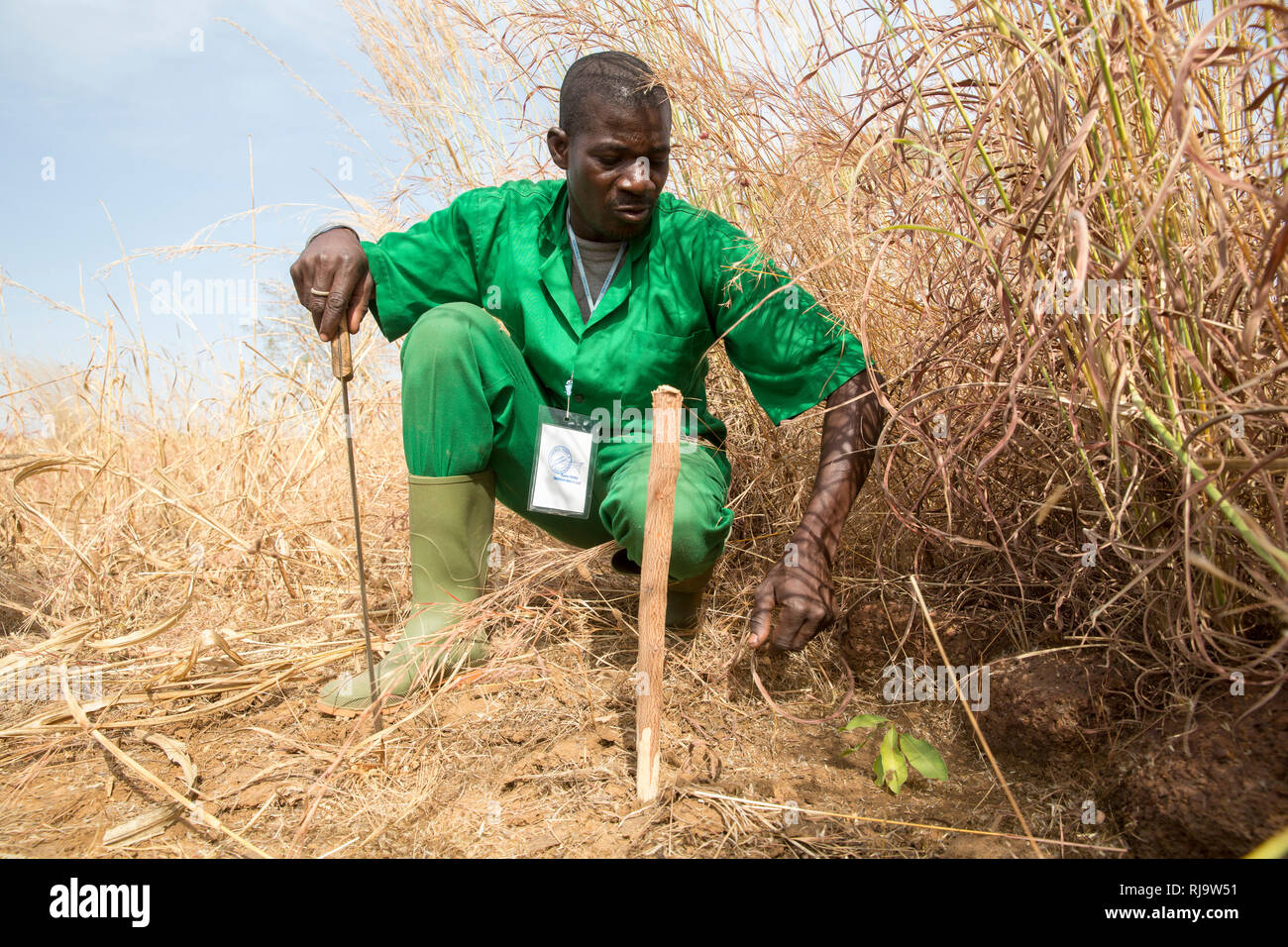 Bissiga Dorf, Yako, Burkina Faso, 29. November 2016; Forest Guard, mit Baum-sämlingen er neben einer Reihe von anti gepflanzt hat - bodenerosion Steine auf seinem Feld. Stockfoto