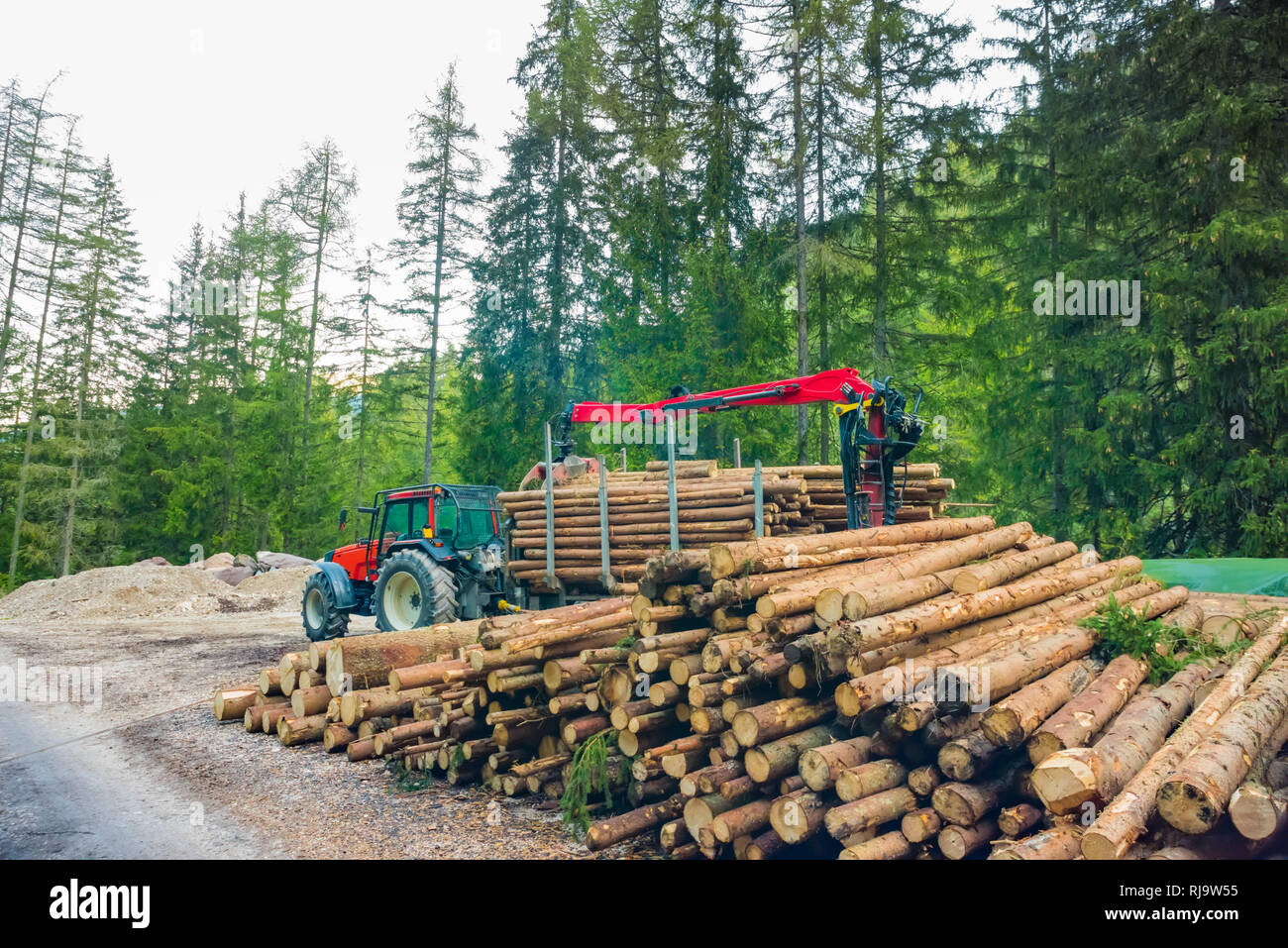 Gabelstapler Greifer Holz in Holz Verarbeitungsbetrieb, Kiefernwald, Europa Stockfoto