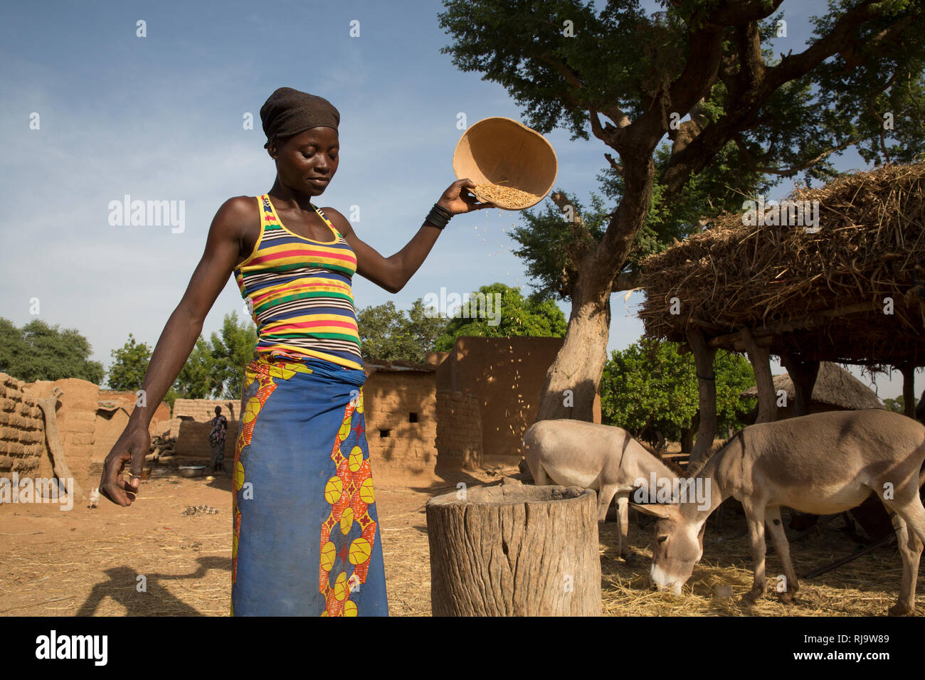 Bissiga Dorf, Yako, Burkina Faso, 29. November 2016; ein Dorfbewohner worfelt Ihr Korn. Getrocknete Futtermittel ebenfalls gespeichert wird. Stockfoto