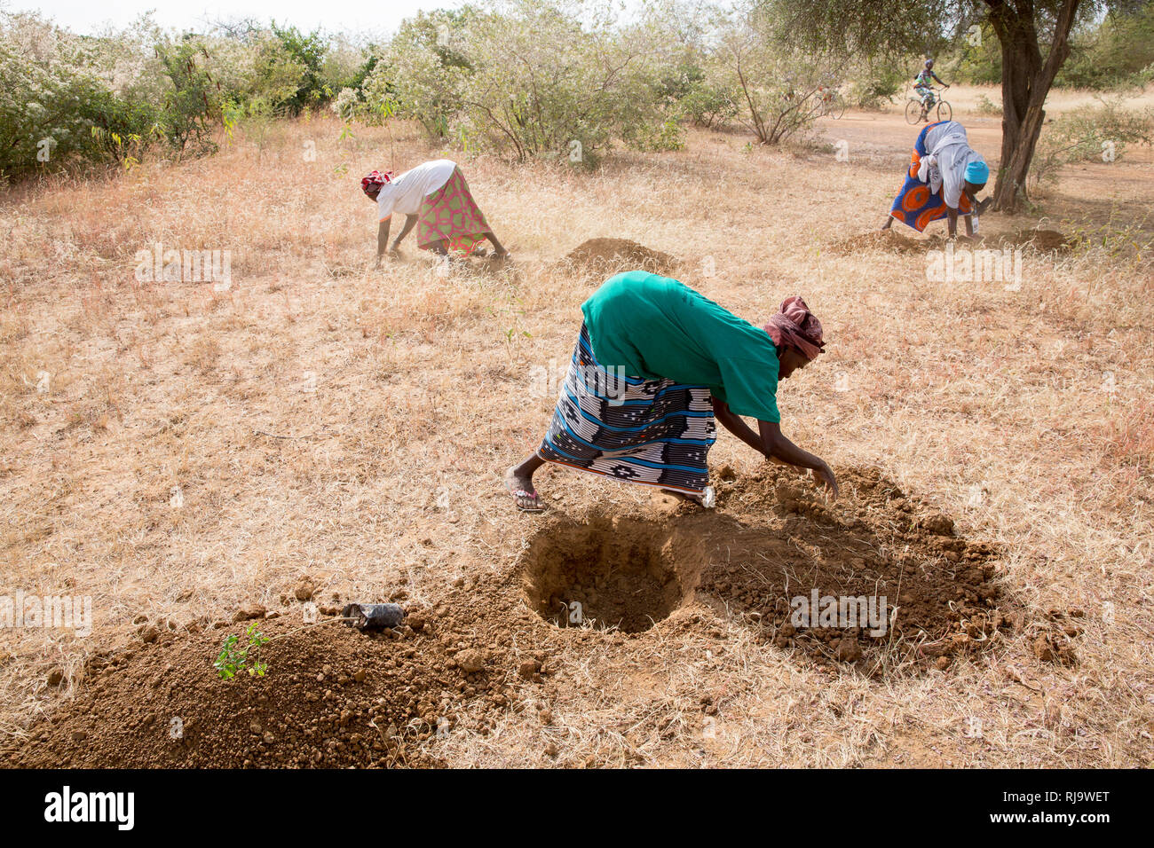 Baribsi Dorf, Yako, Burkina Faso, 30. November 2016; Neem und Moringa baum Sämlinge von das Dorf der Frauen Wald Lebensunterhalt Gruppe gepflanzt werden, Teil des Waldes Governance Projekt. Stockfoto