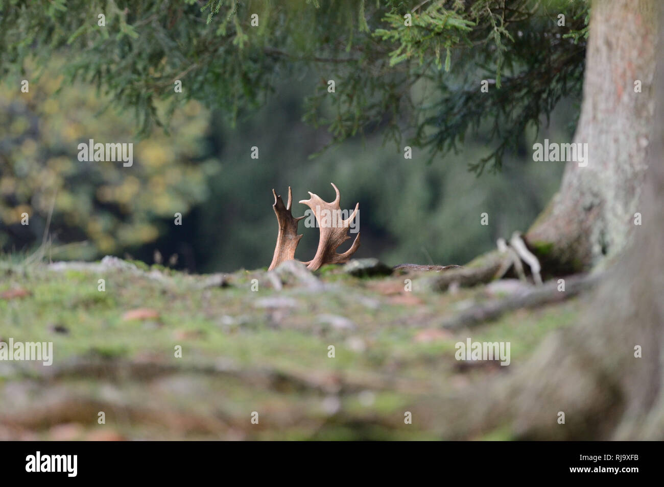 Damwild, Geweih im Wald Stockfoto