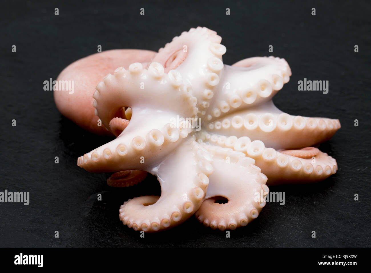 Die Sauger und Tentakeln der Ein warmes Lesser, oder gewellte Octopus, Eledone cirrhosa, die kommerziell in britischen Gewässern gefangen wurde und kaufte von einem Su Stockfoto