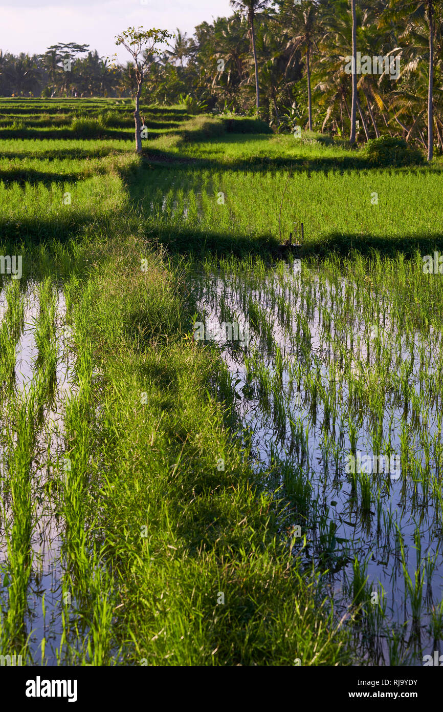 Reisfelder in Bali, Indonesien Stockfoto