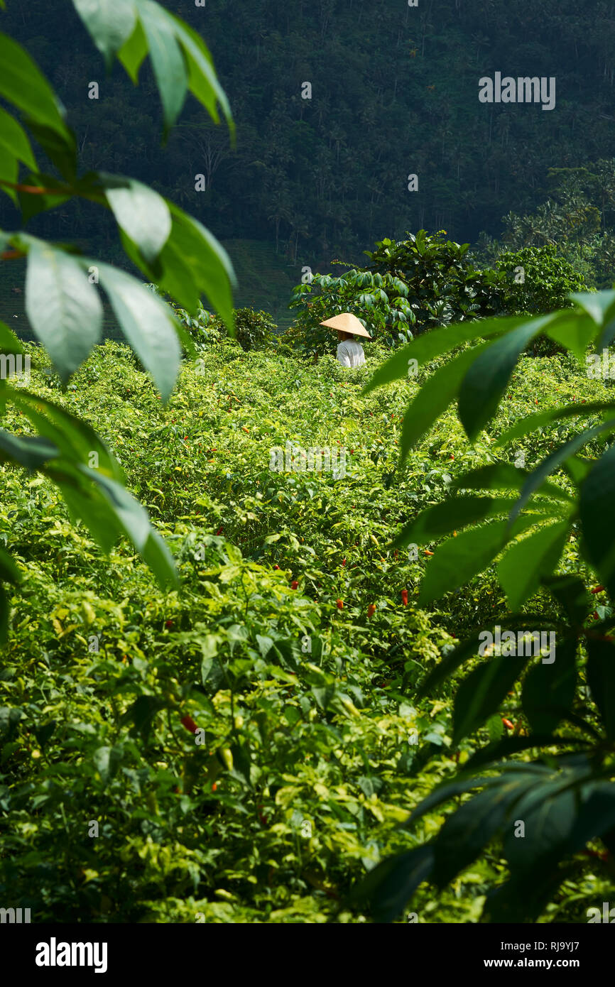 Arbeitnehmer Kommissionierung chilis von Erntegut in Bali, Indonesien Stockfoto