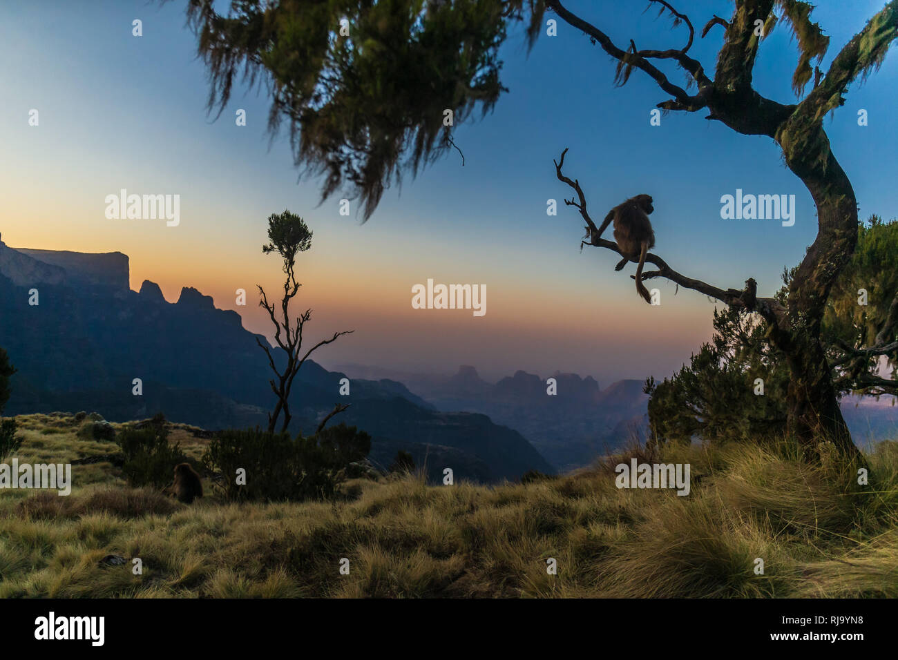 Schöne aufnahme eines Gelada baboon auf einem Baum Stockfoto