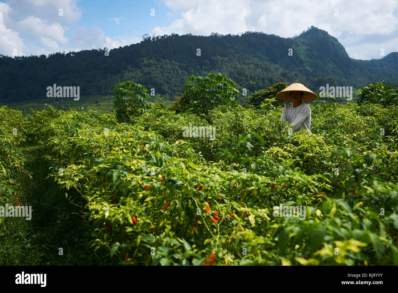 Arbeitnehmer Kommissionierung chilis von Erntegut in Bali, Indonesien Stockfoto