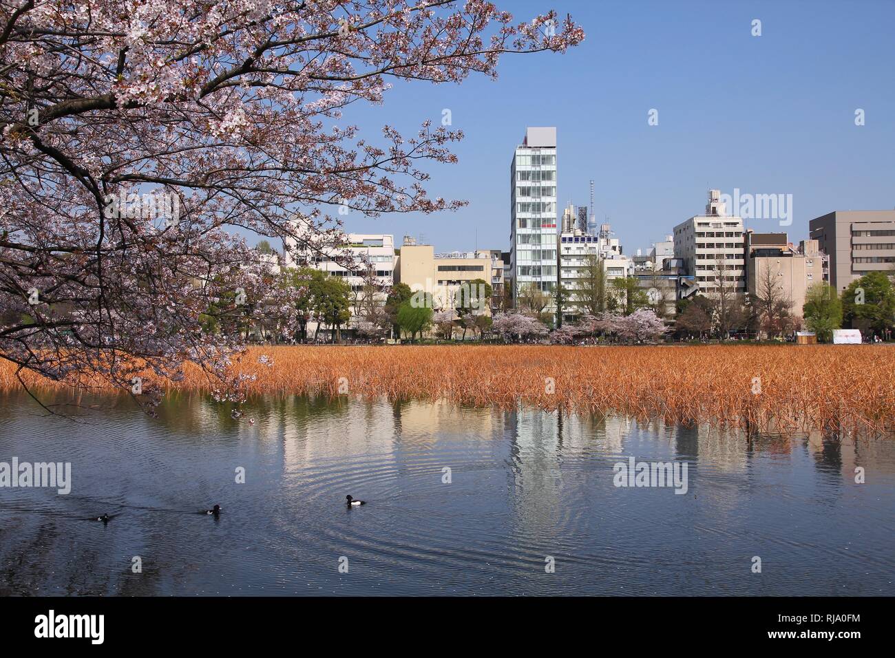 Tokio, Japan - zeitgenössische Stadtblick in Taito Bezirk. Ueno Park und die Kirschblüte (Sakura). Stockfoto