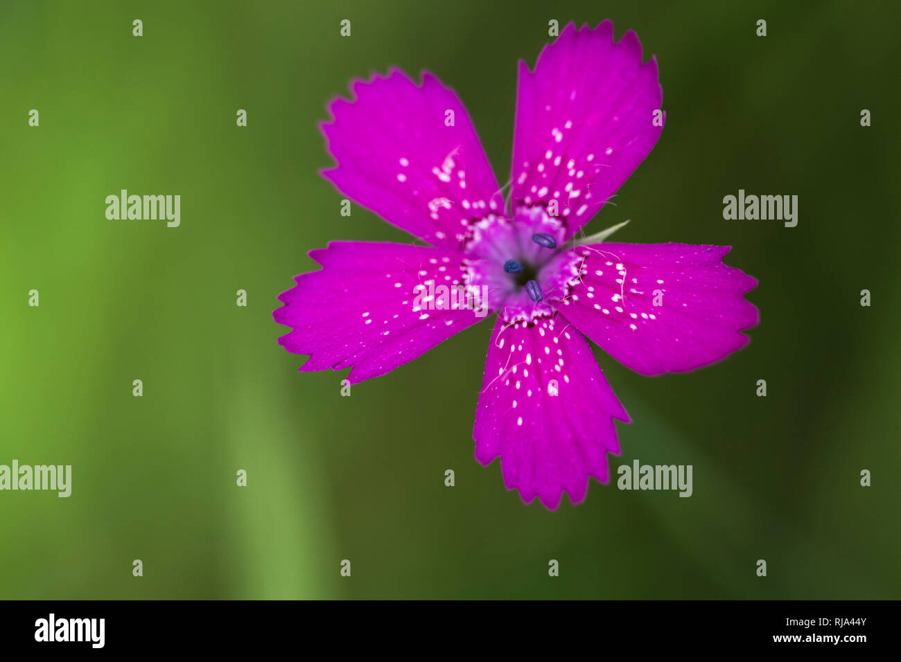 Einzelne Blüte von Nelke, Dianthus canescens, Nahaufnahme, Freistellung, Stockfoto