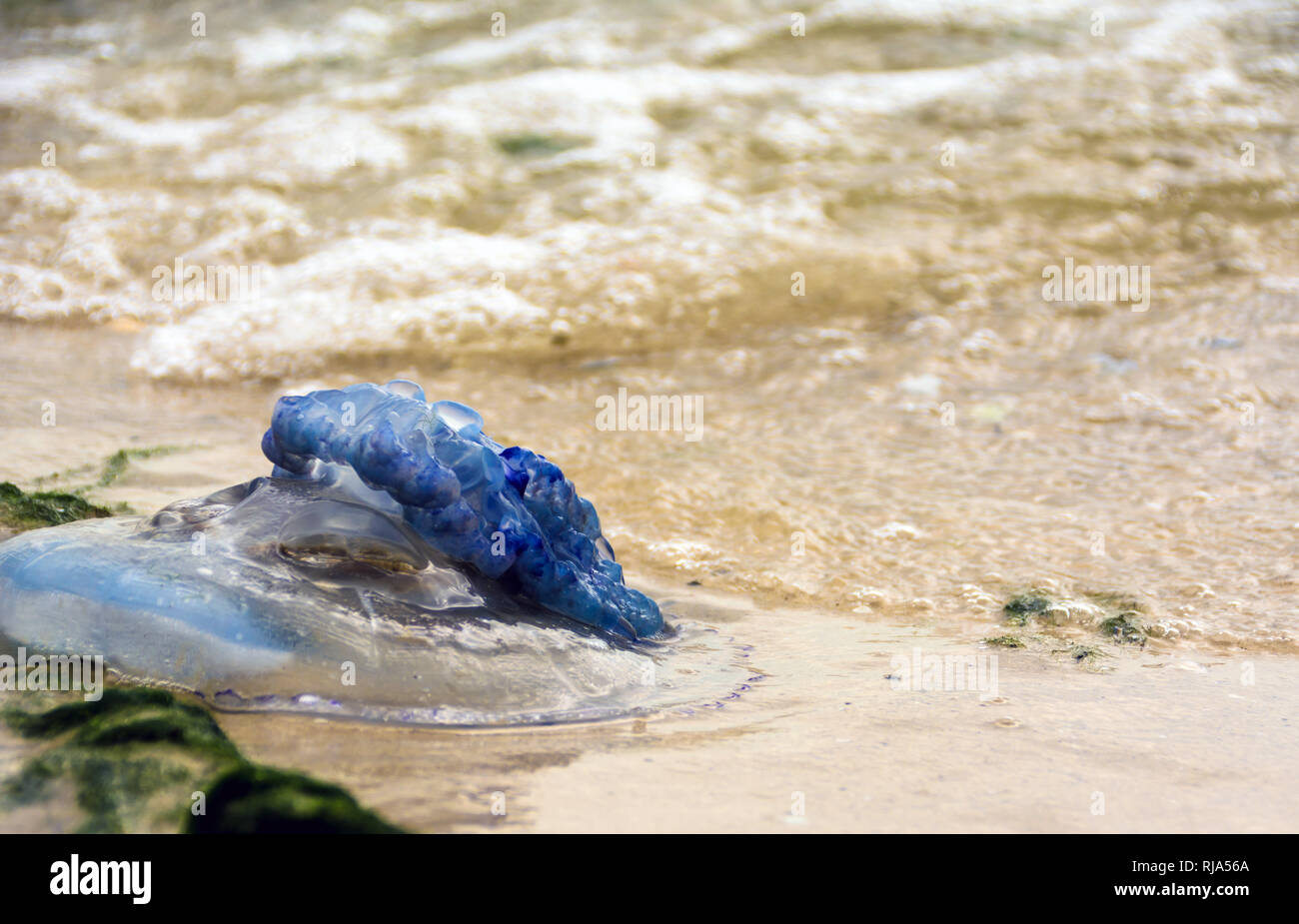 Meeresquallen quallen -Fotos und -Bildmaterial in hoher Auflösung – Alamy