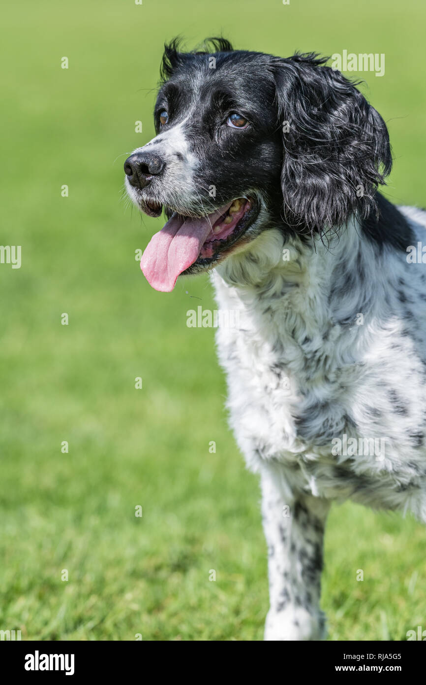 English Springer Spaniel mit einem grünen Hintergrund. Closeup Portrait Bild. Stockfoto