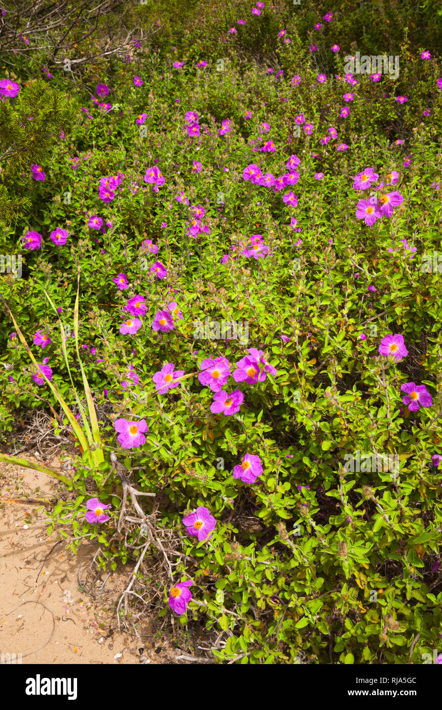 Rock Rosen wachsen auf Dünen in Griechenland Stockfoto