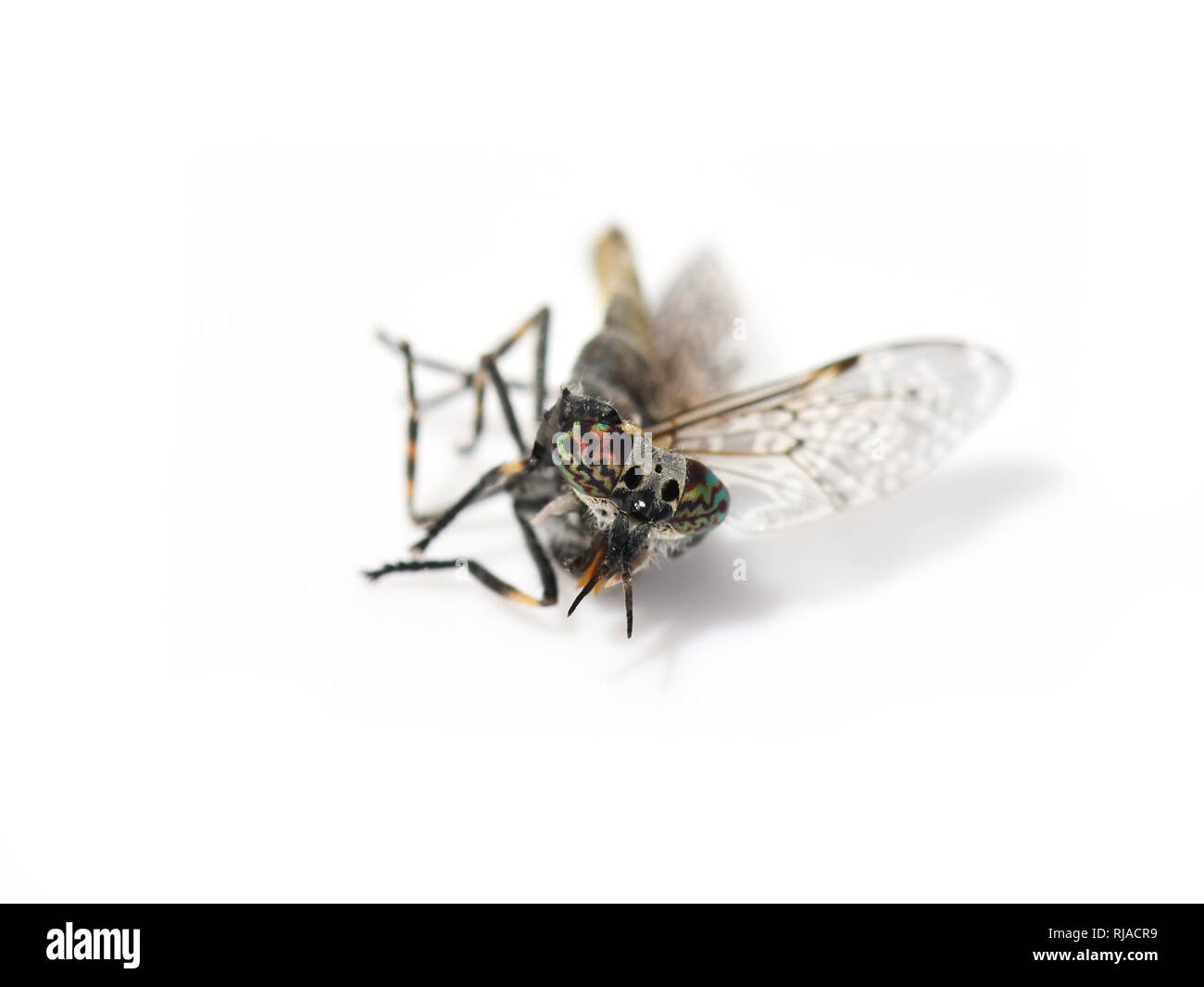 Haematopota horse-fly cleg tot auf weißem Hintergrund Stockfoto