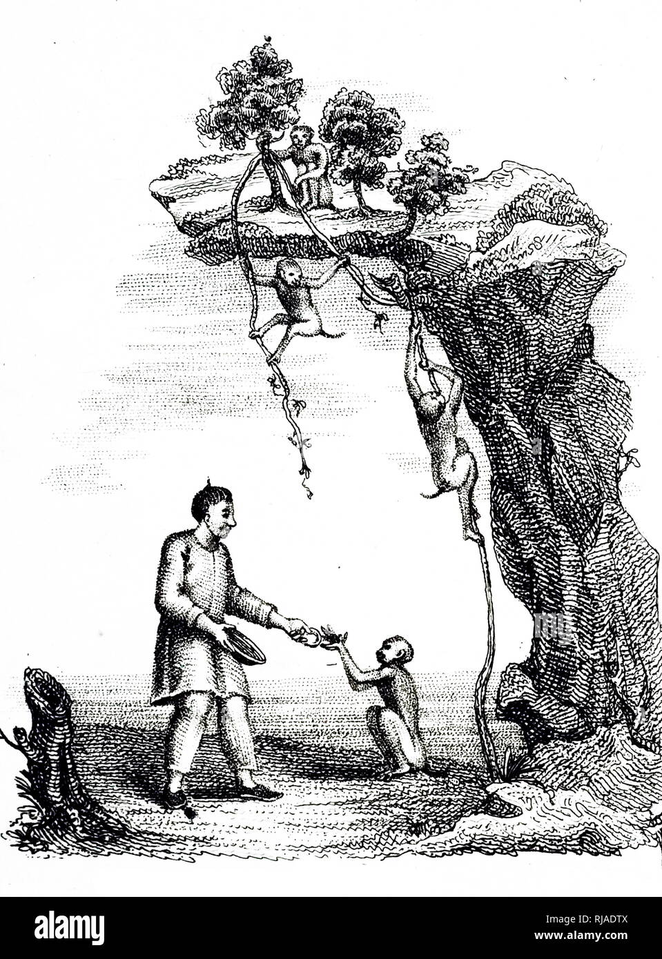 Eine Gravur, trainierten Affen verwendet wird Kaffee wächst an unzugänglichen Orten zu sammeln. Vom 19. Jahrhundert Stockfoto