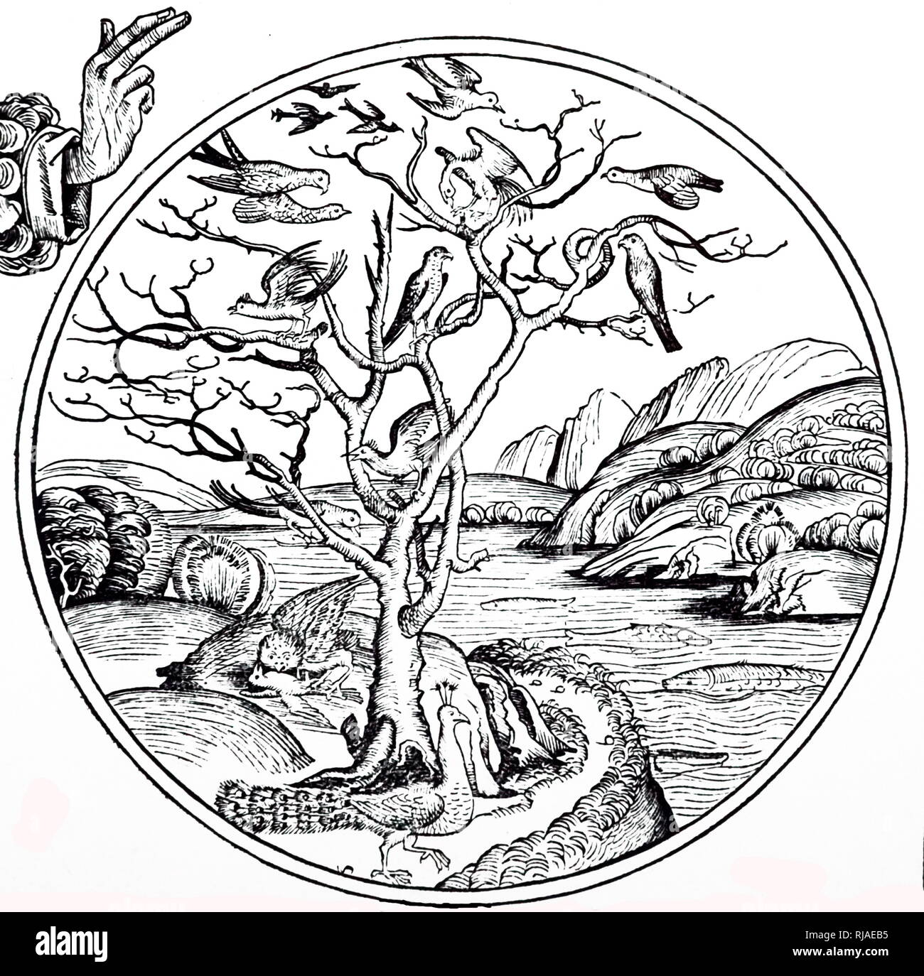 Ein holzschnitt Kupferstich mit der Darstellung der fünfte Tag der Schöpfung - Gott die Vögel und die Fische geschaffen. Vom 15. Jahrhundert Stockfoto