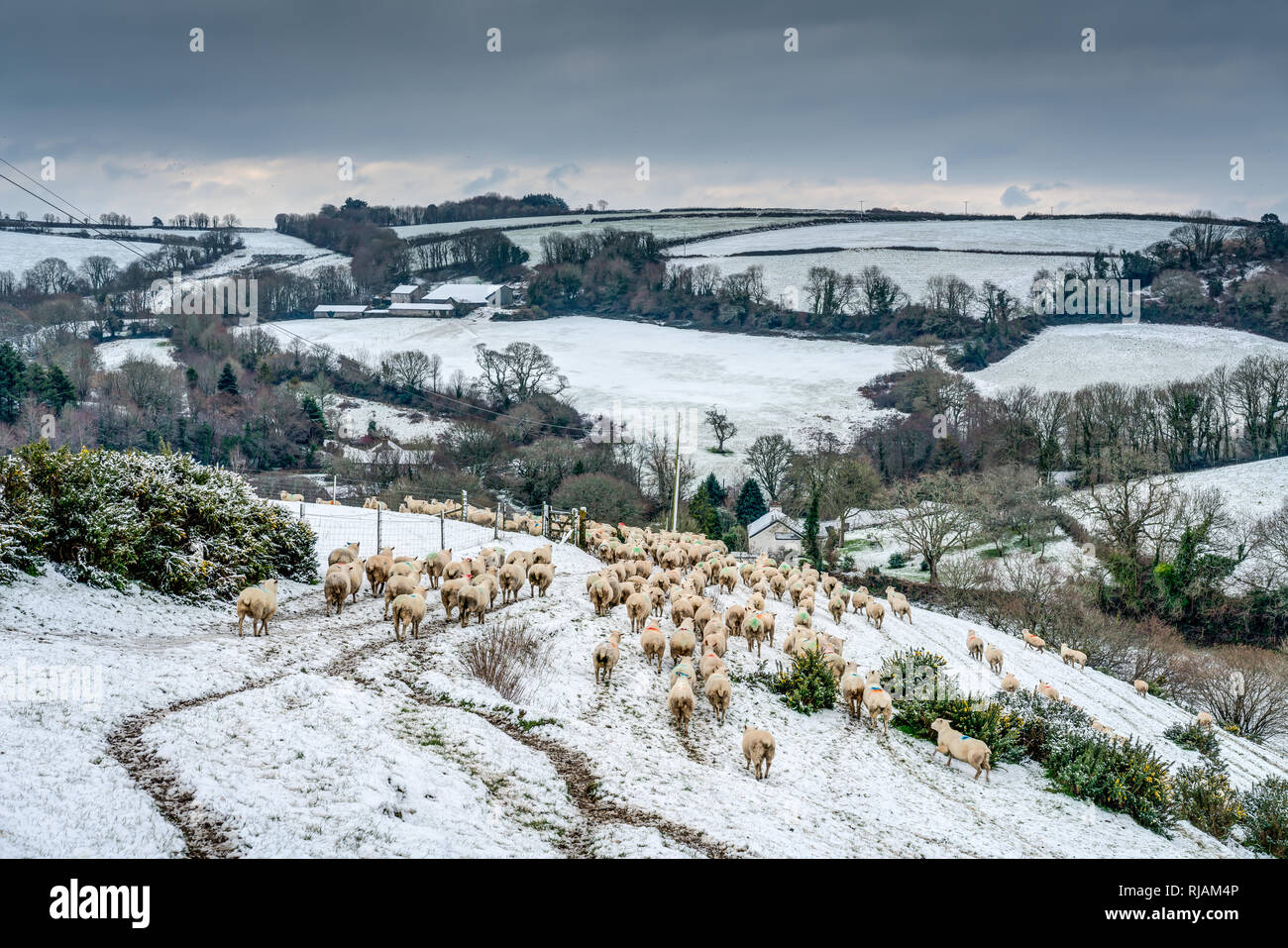 Eine kalte winterliche Szene über dem herrlichen Cornwall. Rolling hügeliges Ackerland im Schnee bedeckt mit einer großen Herde von "Lamm" Schafe auf der Suche nach Gras. Stockfoto