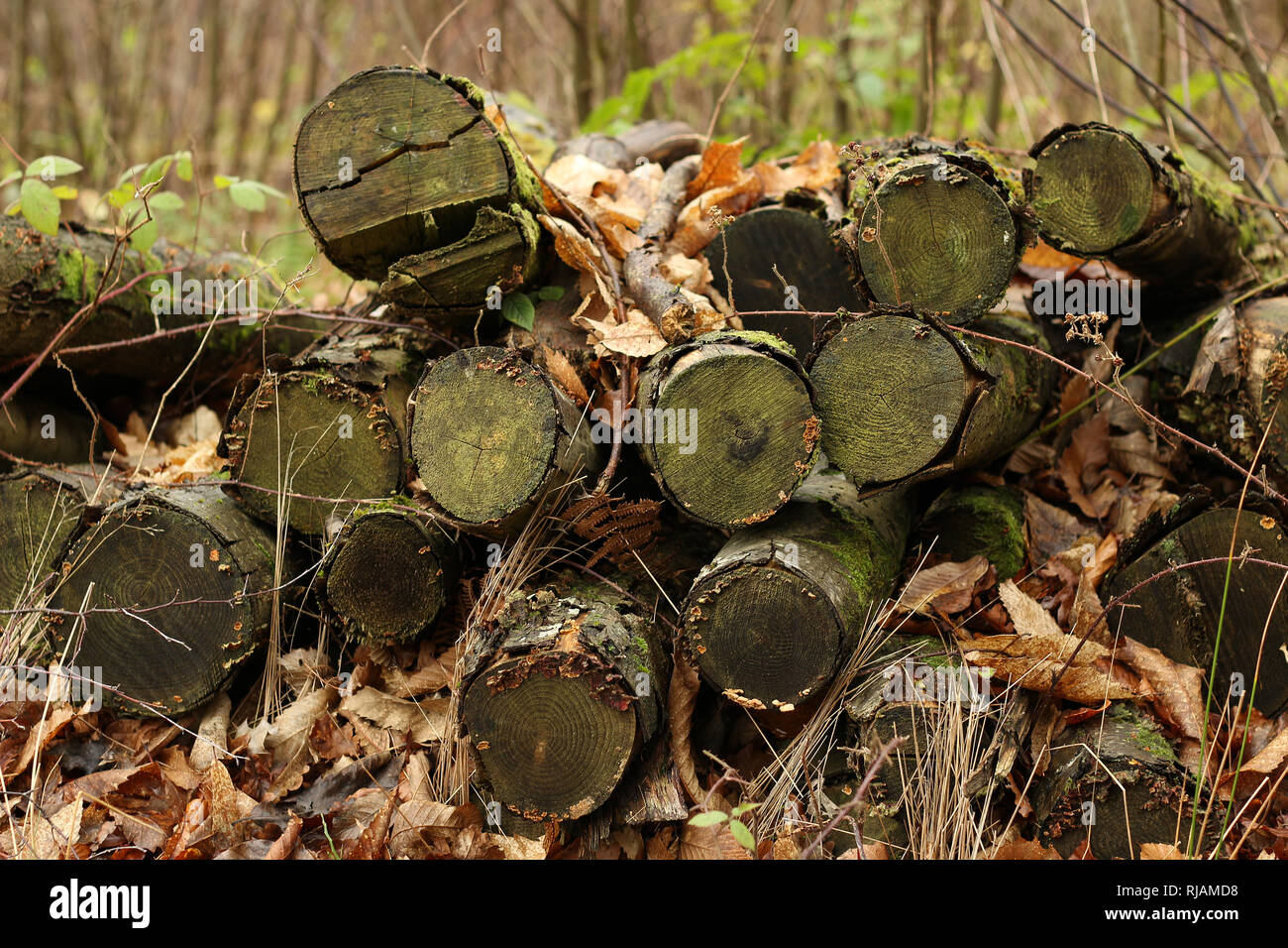 Ein Stapel der Protokolle in einem Wald gestapelt Stockfoto