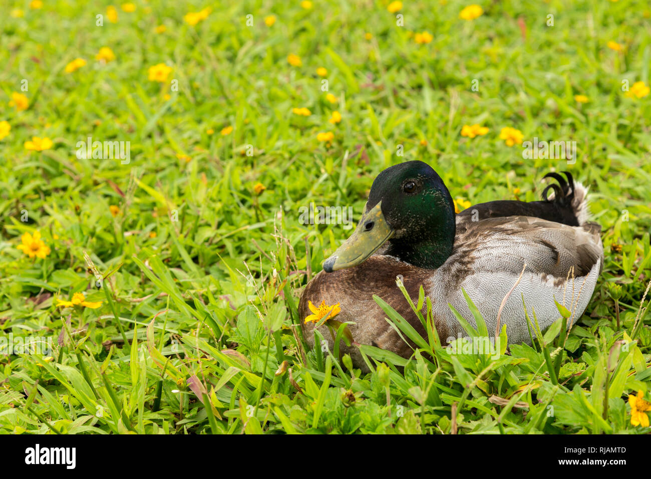 Wunderschöne Drake auf einer Wiese in Hoomaluhia Botanischer Garten, Oahu, Hawaii Stockfoto