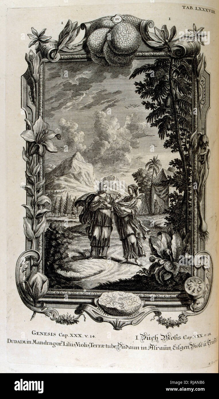 Mandragora Anlage. Es wird oft als Mandrake, vom Körperbau sacree bekannt, ou histoire naturelle de la-Bibel, 1732-1737, von Johann Jakob Scheuchzer (1672-1733), ein Schweizer Gelehrter in Zürich geboren Stockfoto