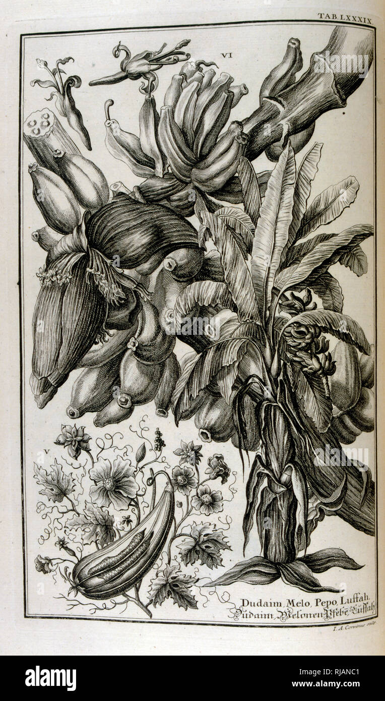 Biblische Pflanzen und Früchte einschließlich Mandrake und Melone. Vom Körperbau sacree, ou histoire naturelle de la-Bibel, 1732-1737, von Johann Jakob Scheuchzer (1672-1733), ein Schweizer Gelehrter in Zürich geboren Stockfoto