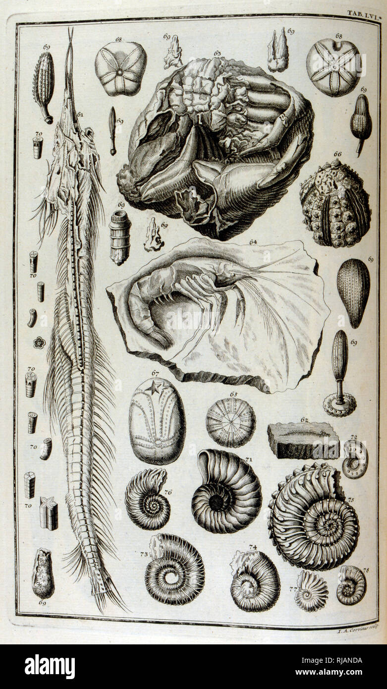 Versteinerten Knochen vertreten Tiere von der großen biblischen Flut zerstört; vom Körperbau sacree, ou histoire naturelle de la-Bibel, 1732-1737, von Johann Jakob Scheuchzer (1672-1733), ein Schweizer Gelehrter in Zürich geboren Stockfoto