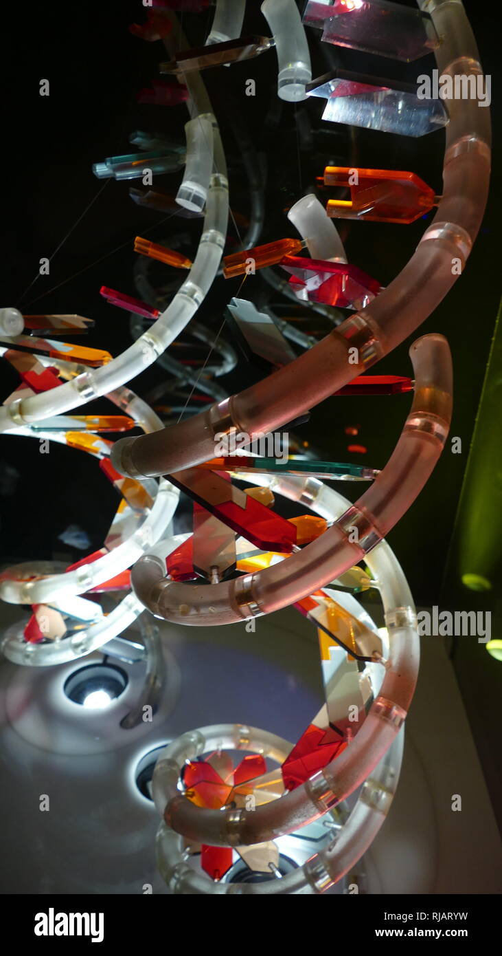 Modell der DNA-Doppelhelix. 2017. In der molekularen Biologie, der Begriff doppelhelix bezieht sich auf die Struktur von Double-stranded Moleküle von Nukleinsäuren wie DNA. Die doppelschrägverzahnung Struktur einer Nukleinsäure Komplexen ergibt sich als Konsequenz der sekundären Struktur, und ist eine wesentliche Komponente bei der Bestimmung ihrer Tertiärstruktur. Der Begriff eingegeben populäre Kultur mit der Veröffentlichung in 1968 der Doppelhelix: ein persönliches Konto der Entdeckung der DNA-Struktur durch James Watson. Stockfoto