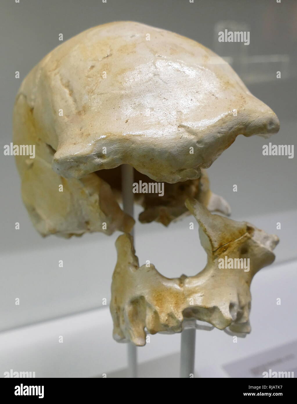 In 1976, ein fossiler Hominiden Schädel wurde aus dem Ngaloba Betten bei Laetoli, nördlichen Tansania erholt; die Entdeckung dieser Schädel ist von großem Interesse und Bedeutung wegen seiner sehr umfangreichen vermutet, die Antike und ihre weitgehend anatomisch modernen Morphologie. Die Entdeckung hat erhebliche Auswirkungen auf die Antike und Ursprung der modernen Homo sapiens, ein Thema, das seit langem bestehende Interesse und die erneute Aufmerksamkeit vor kurzem gewonnen hat. Stockfoto