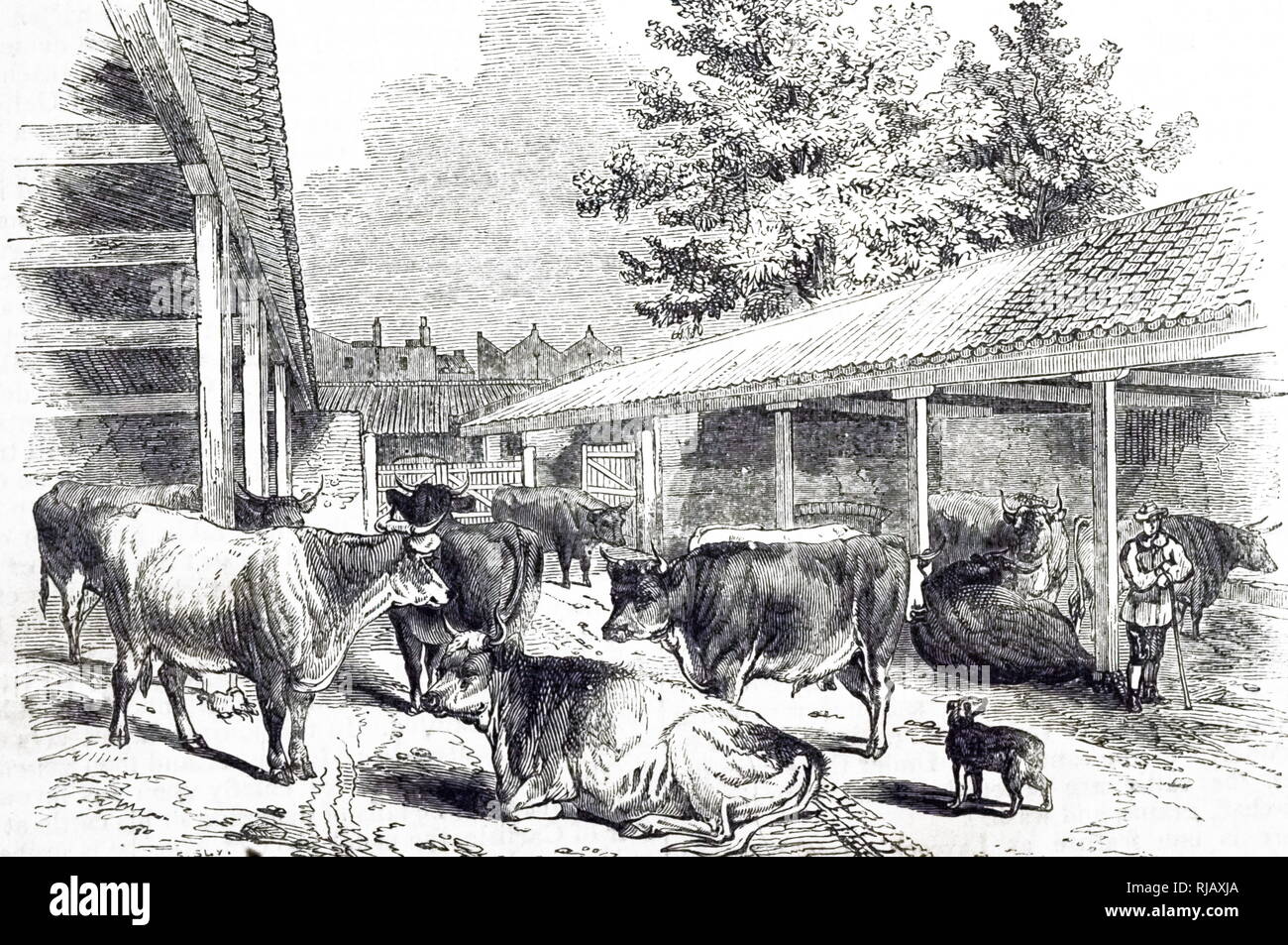 Ein kupferstich mit der Darstellung eines Rinder Layer in Highbury, North London. Vieh Treibern würde Rinder aus Galloway, Norfolk und Suffolk, wo sie gemästet wurden. Einige wurden in Smithfield für Verkauf gesendet, und diese wurden bei Rindern Schichten untergebracht waren für ein paar Nächte bis Verkauf Tag angekommen. Vom 19. Jahrhundert Stockfoto