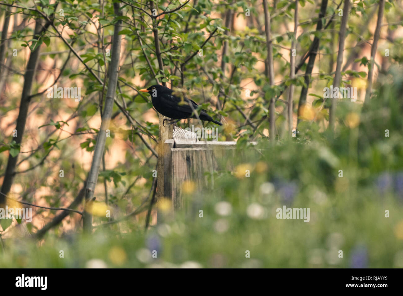 Eine Amsel (Turdus merula) sitzt in einem Holzzaun und beobachtet die Umgebung, Stockfoto