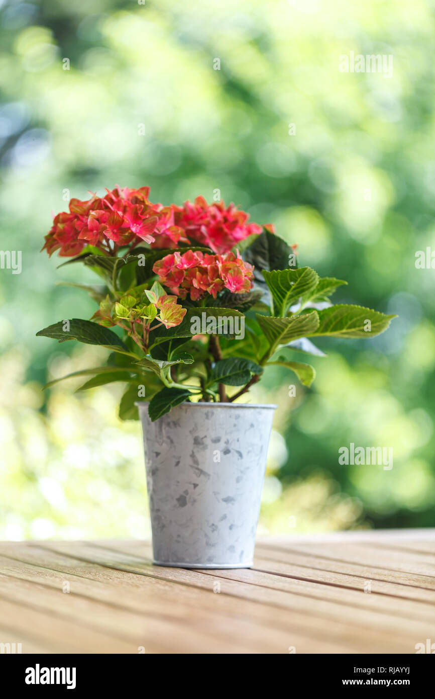 Kleine Bauernhortensie (Hydrangea macrophylla), ein Muttertagsgruß der in einem Gartentisch e, Stockfoto