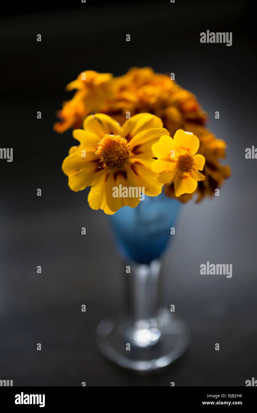 Ringelblumen in einer blauen Vase, bokeh Hintergrund Stockfoto