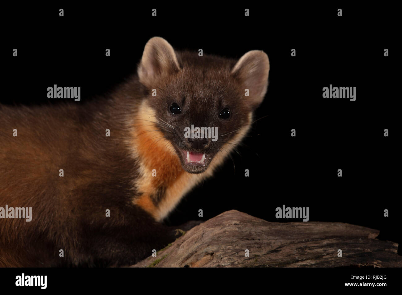 Baummarder Stockfoto