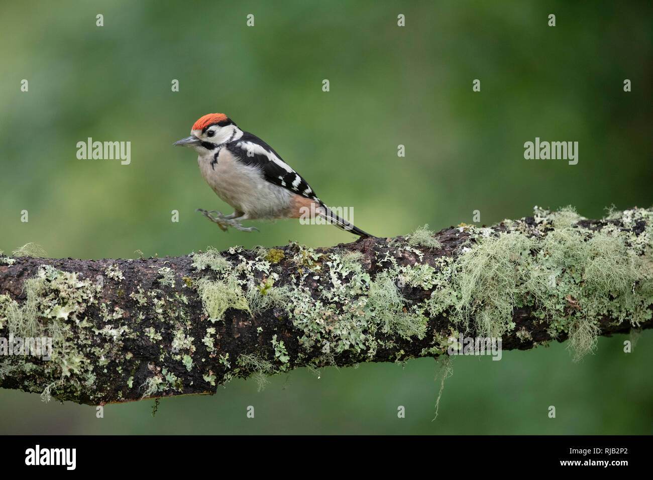 Specht auf Zweig Stockfoto