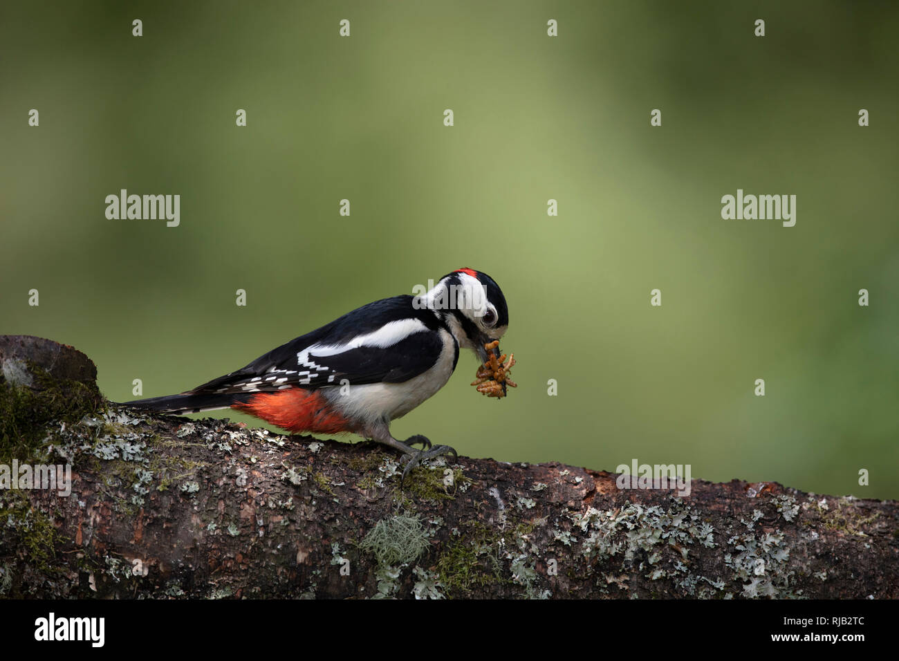 Specht auf Zweig Stockfoto