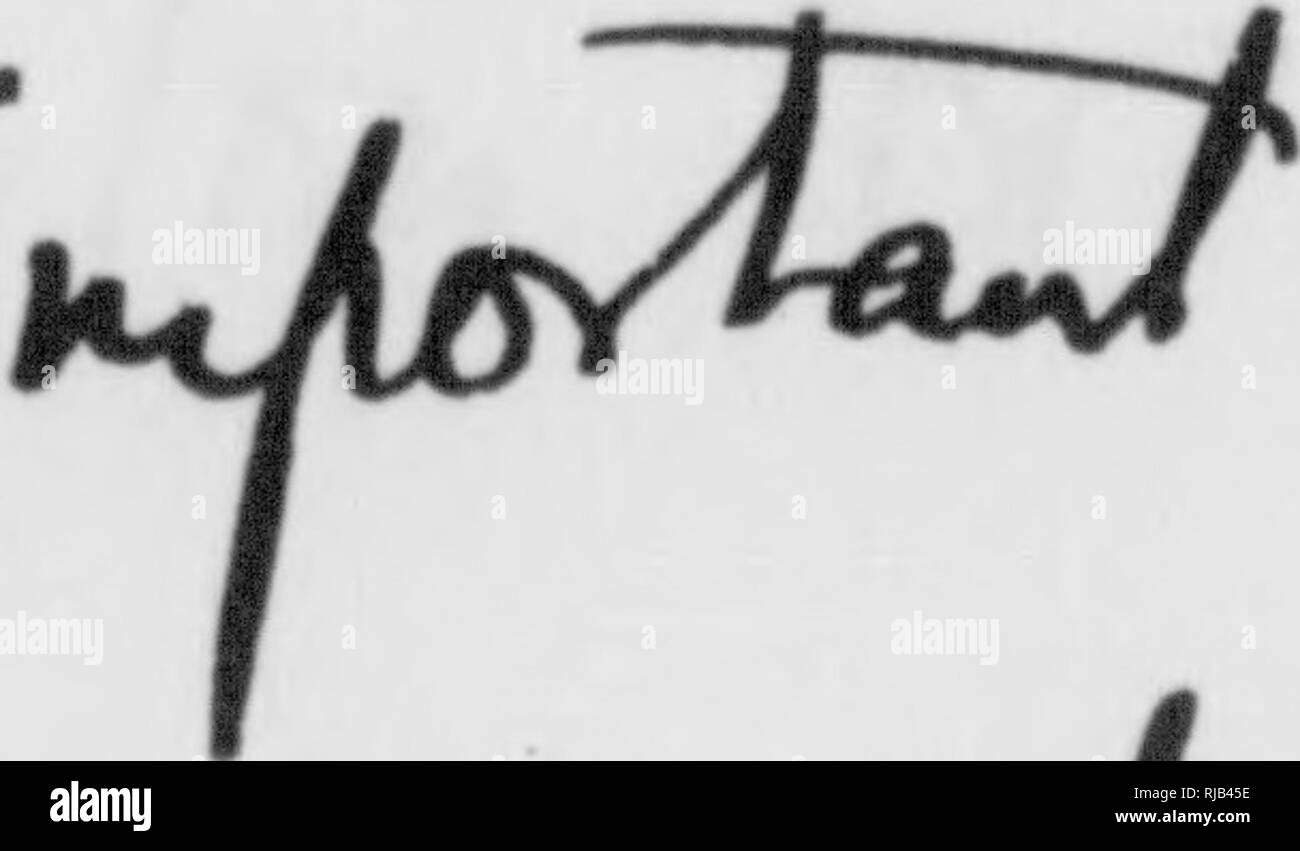 . C. Hart Merriam Papiere: einschließlich Korrespondenz, Papiere in Bezug auf Karriere mit den Vereinigten Staaten biologische Umfrage, 1798-1972 (1871-1942). In den Vereinigten Staaten. Aufteilung der Ornithologie und Säugetierkunde; in den Vereinigten Staaten. Abteilung der biologischen Erhebung; in den Vereinigten Staaten. Biologische Umfrage; in den Vereinigten Staaten. Büro der biologischen Erhebung; geologische und geografische Übersicht der Gebiete (U. S.); Harriman Alaska Expedition (1899); Beringmeer Kontroversen; Bären; Biogeographie; Naturgeschichte; Vogelkunde; Botanik; Leben Zonen; Wildlife Conservation. 4 * x eine Cu jt^C^C Cuf^i/^ (jrwH. Xaj-ID ^C^L/% (^ ttLv & Stockfoto