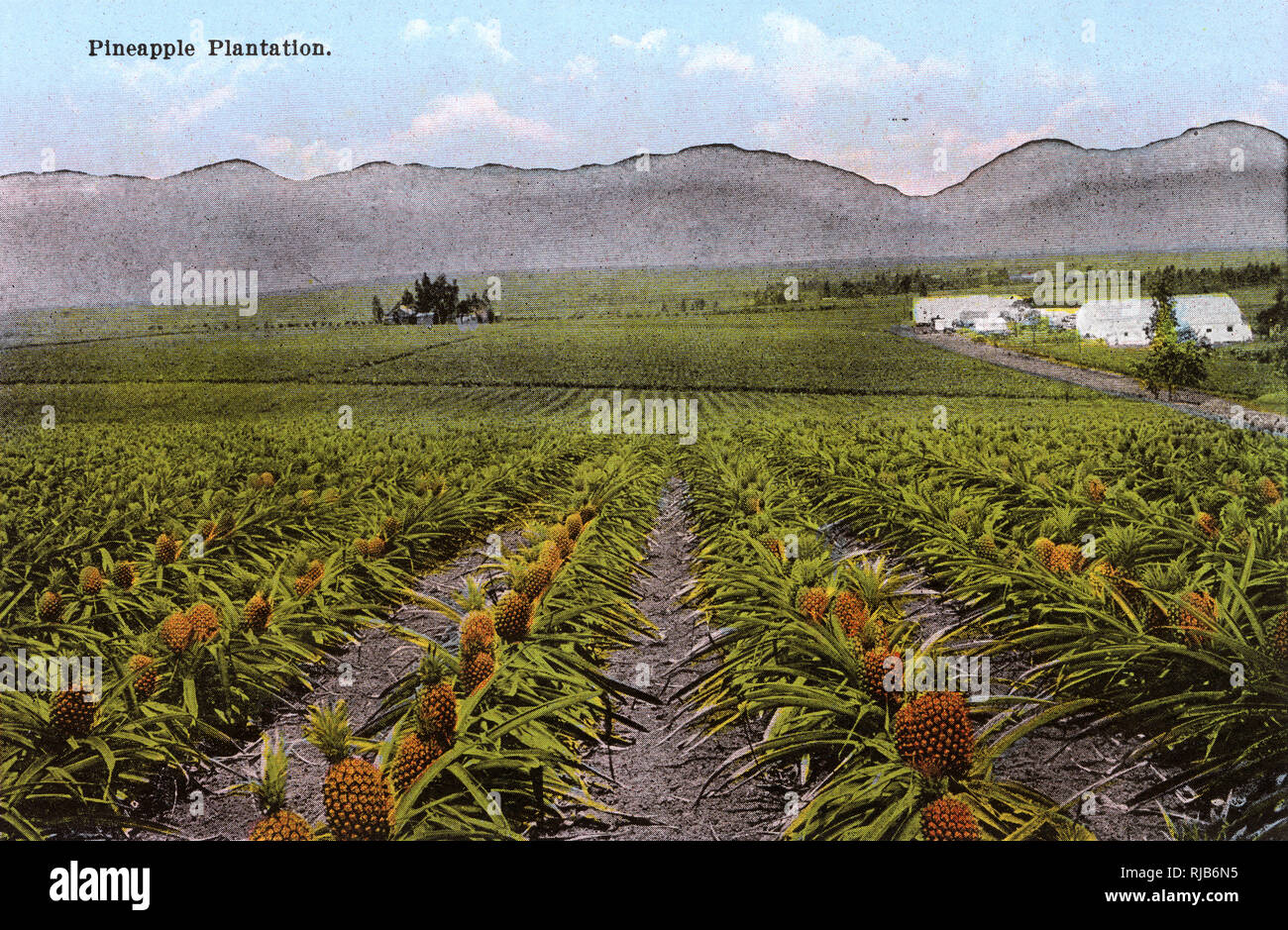 Honolulu, Hawaii, USA - Ananas Plantage Stockfoto