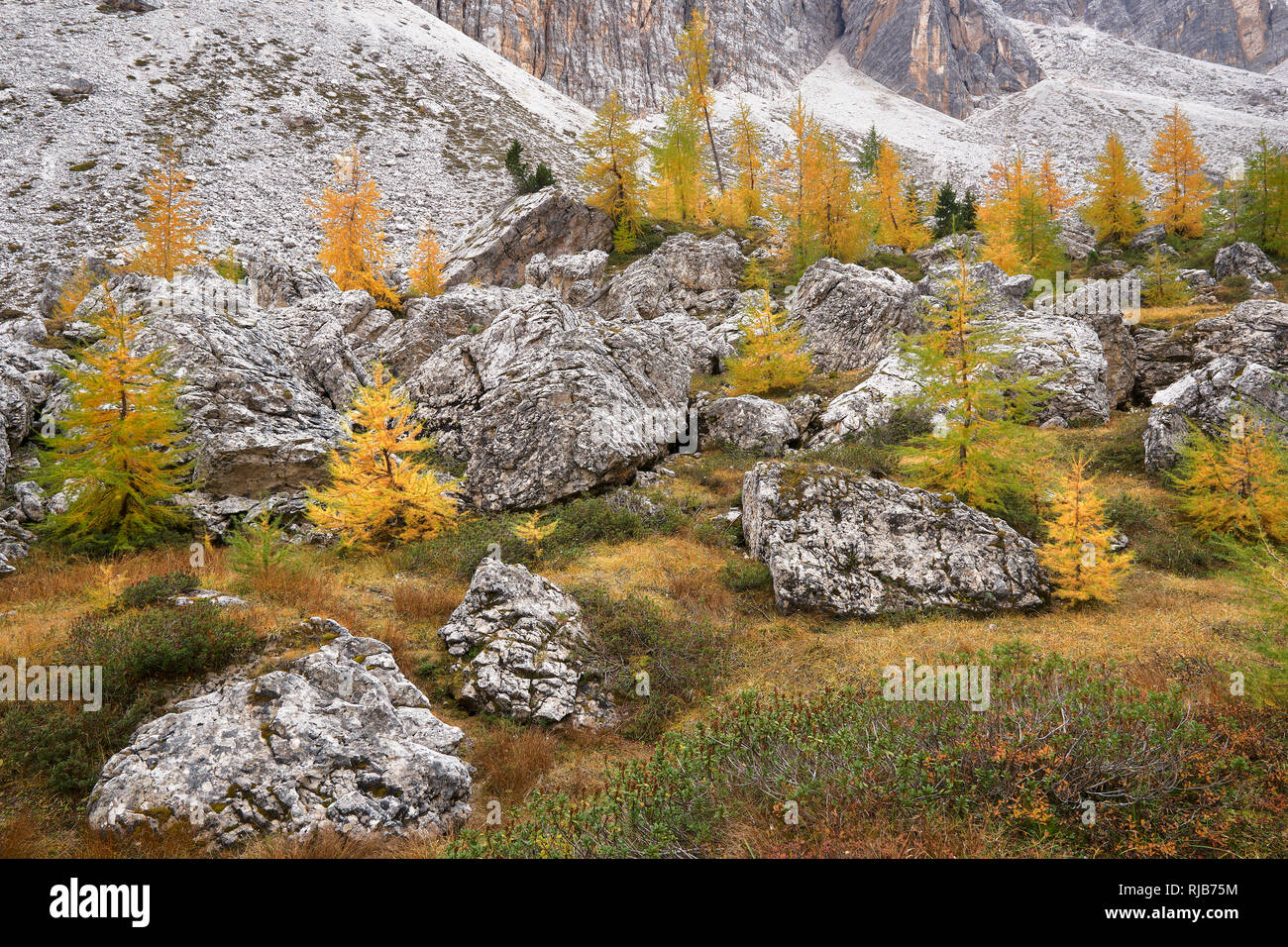 Herbstliche verkümmert Lärchen im Val de Formin, in der Nähe der Croda da Lago, Dolomiten, Belluno, Venetien, Italien Stockfoto