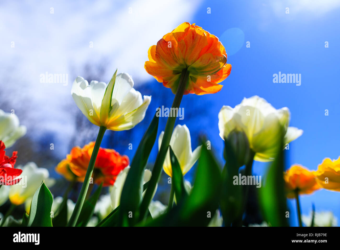 Bunte Tulpen auf einer Feder sonnigen Tag. Schöne orange Tulpe im Sommer Garten wachsen. Frühling Hintergrund mit Blumenstrauß aus Narzissen, Krokusse und h Stockfoto