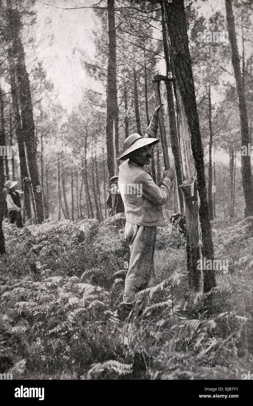 Ein Mann, der Harz aus Pinienholz sammelt, Gironde, Südwestfrankreich Stockfoto