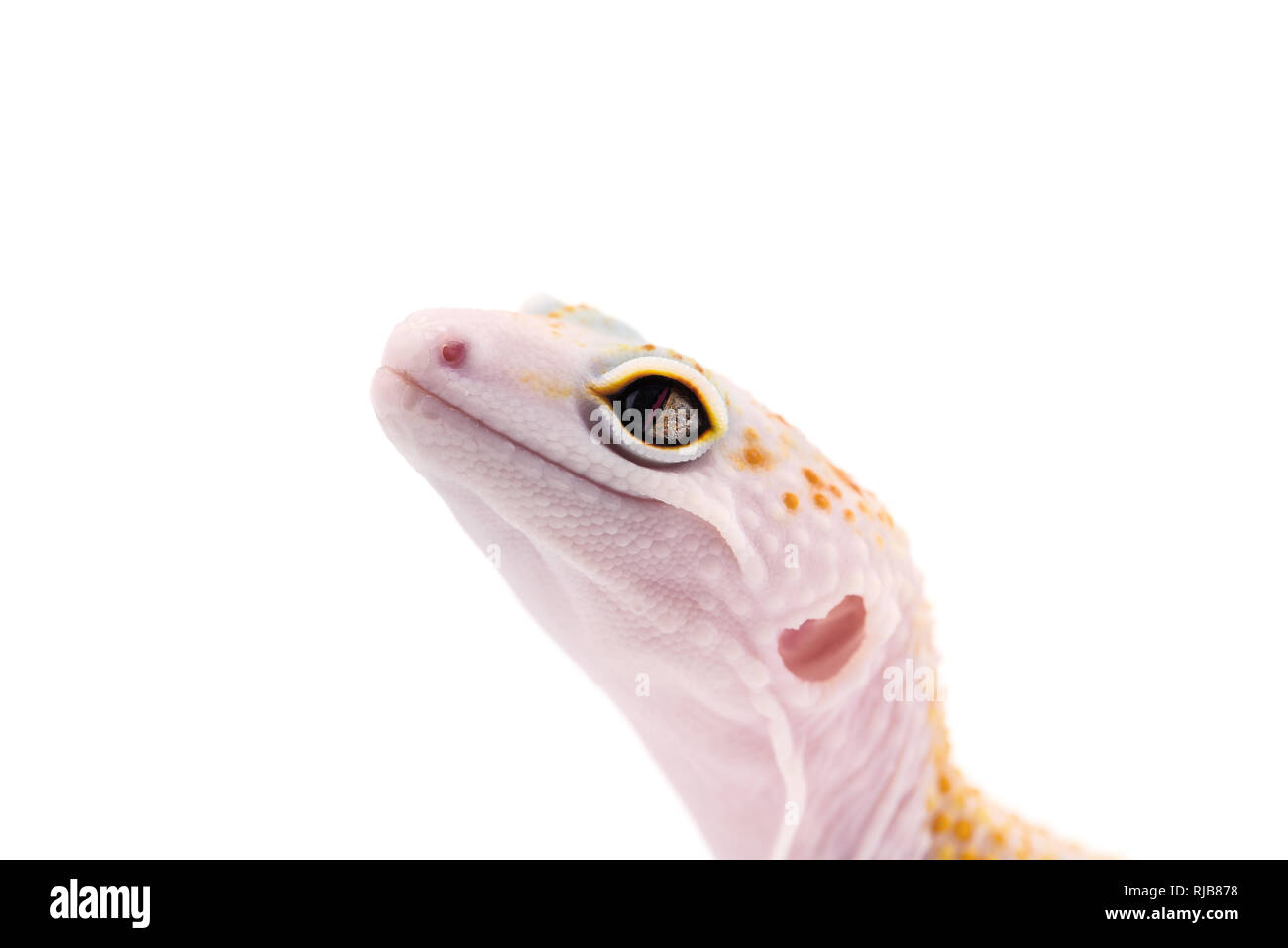 Leopard Gecko isoliert auf weißem Hintergrund Stockfoto