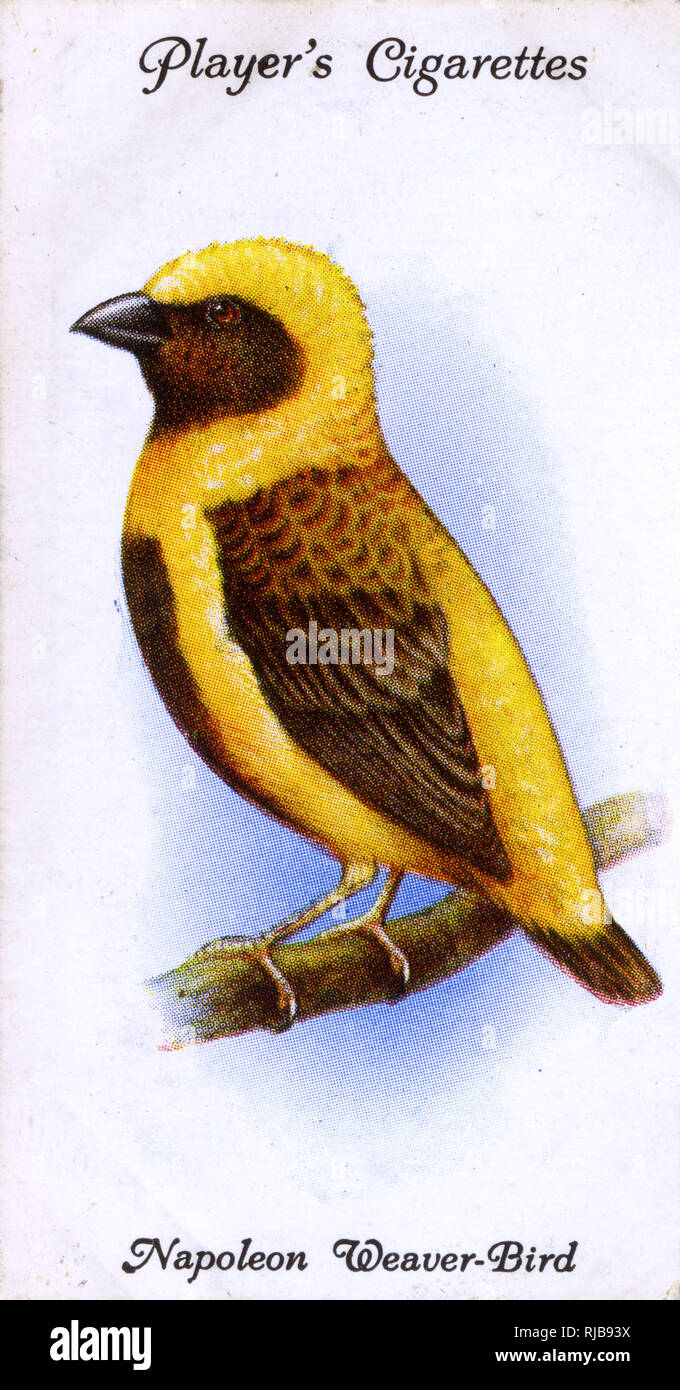 Napoleon Weaver-Bird Stockfoto