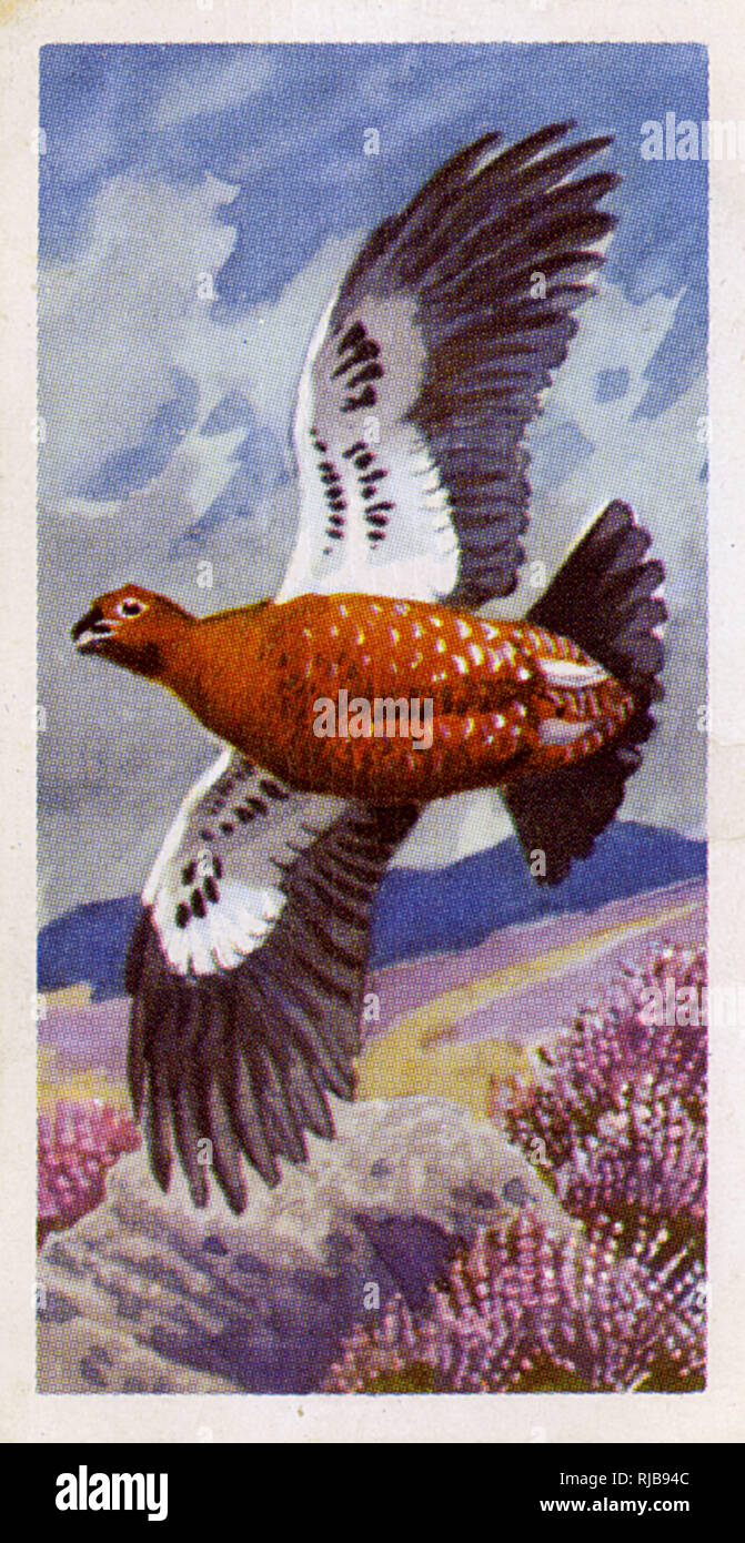 Moorschneehühner im Flug Stockfoto