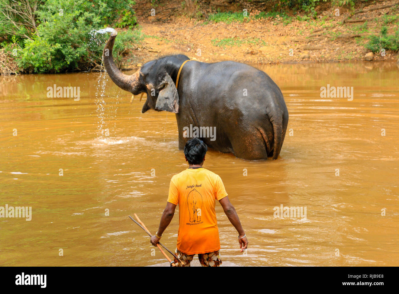 Mahout waschen Elefant an Dudhsagar Wasserfälle, Meer von Milch, Mandovi Fluss, Goa, Indien Stockfoto