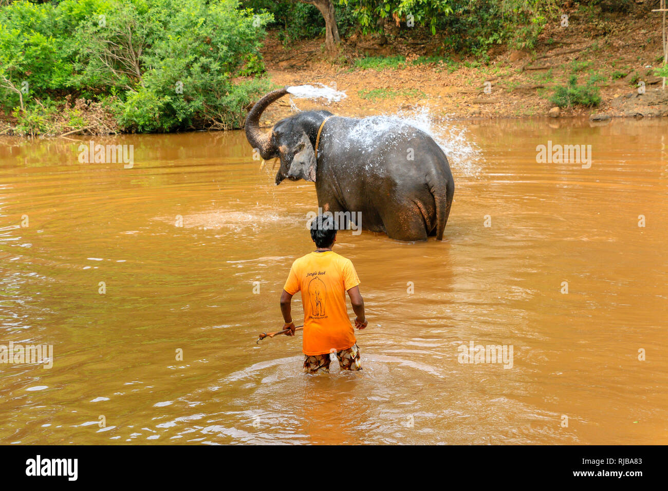 Mahout waschen Elefant an Dudhsagar Wasserfälle, Meer von Milch, Mandovi Fluss, Goa, Indien Stockfoto