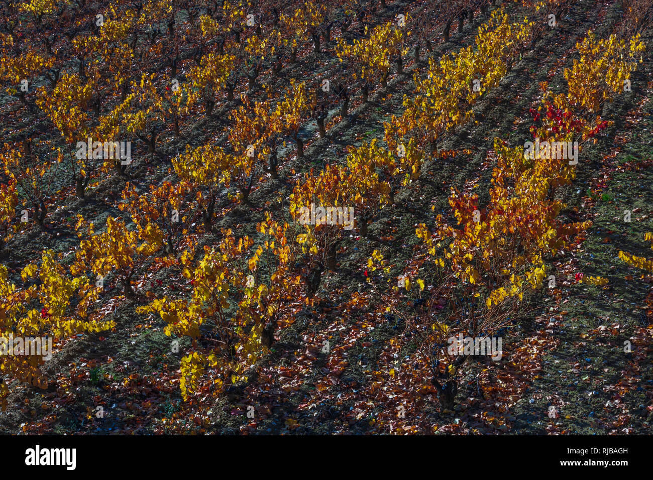 La Rioja die Weinberge und Felder. La Rioja, Spanien Stockfoto