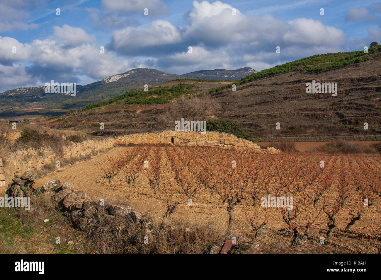 La Rioja die Weinberge und Felder. La Rioja, Spanien Stockfoto