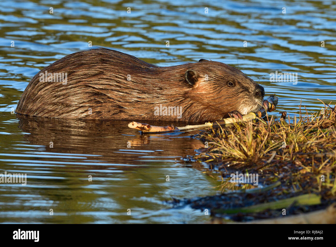 Eine Seitenansicht eines erwachsenen Bibers 'Castor canadensis', der einen Baumzweig am Maxwell Lake in Hinton Alberta Canada kaut. Stockfoto