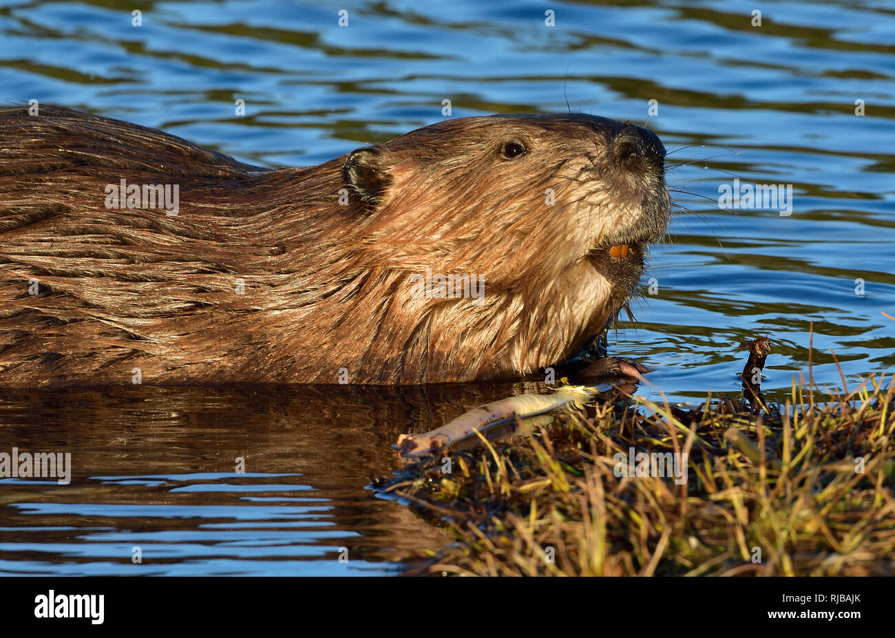 Ein ausgewachsener Biber 'Castor canadensis', der von dem Baum, den er am Maxwell Lake in Hinton Alberta Canada kaute, aufblickte. Stockfoto