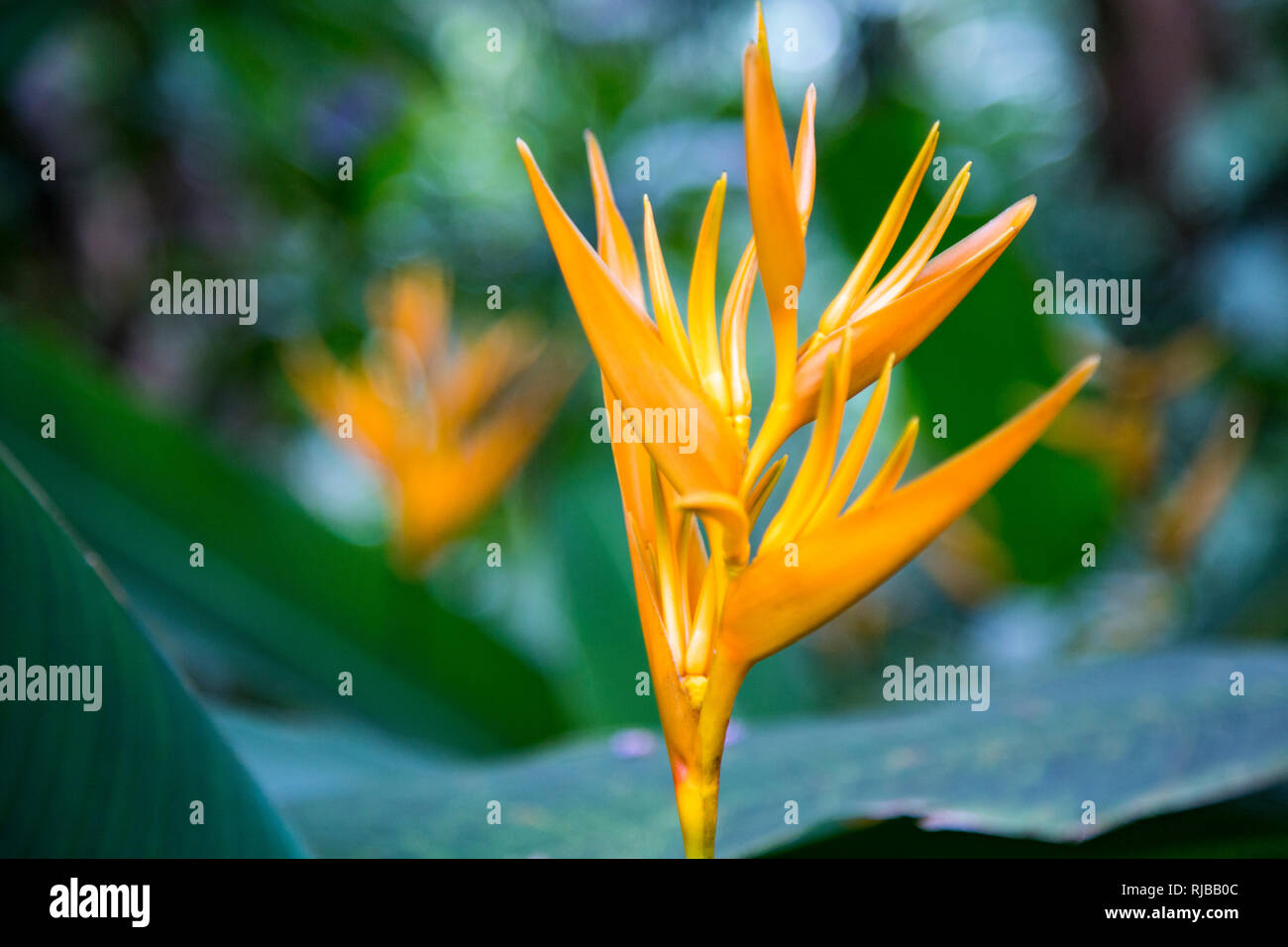 Heliconia Psittacorum spatho circinata 'Goldene Fackel" im tropischen Botanischen Garten auf der grossen Insel von Hawaii. Stockfoto