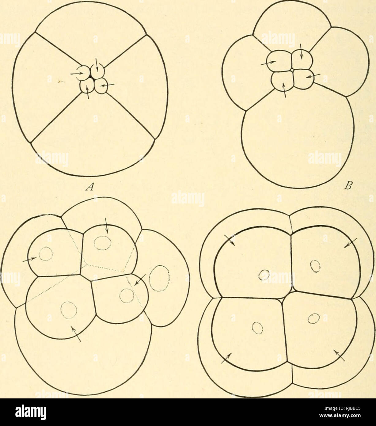 . Die Zelle in der Entwicklung und Vererbung. Zellen. 370 Zelle - TEILUNG UND ENTWICKLUNG mechanische Bedingungen; es ist über diese "a Builder, der eine Stein hier legt, eine andere gibt, von denen jede in Bezug auf zukünftige Entwicklung platziert ist. "^Die dritte Klasse von Änderungen aufgrund der ungleichen Verteilung der Zellen, führt nicht nur zu den extremsten Formen der Spaltung, sondern auch die. C D Abb. 172. - Die acht-Stadium von vier verschiedenen Tiere, die Abstufungen in der Ungleichheit des dritten Spaltung. A. Das achterliek Clepsine (Whitman). B. Die ci? eXo'^oA Rhynchelmis (vejdovsky). C T Stockfoto